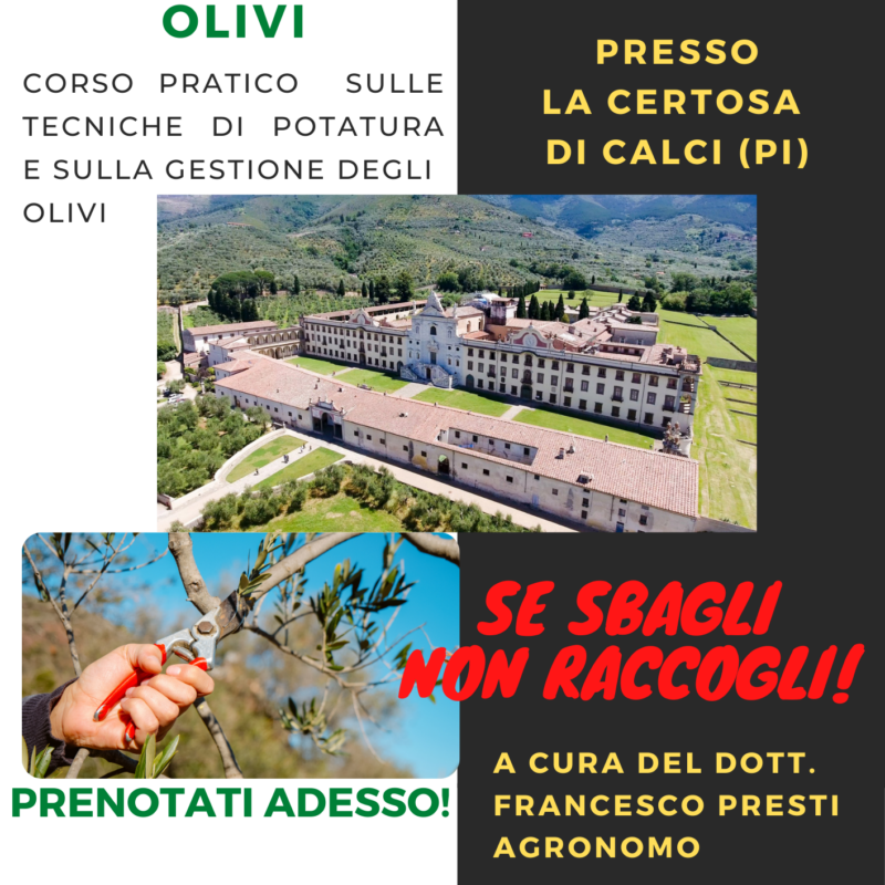 Corso pratico di POTATURA OLIVI