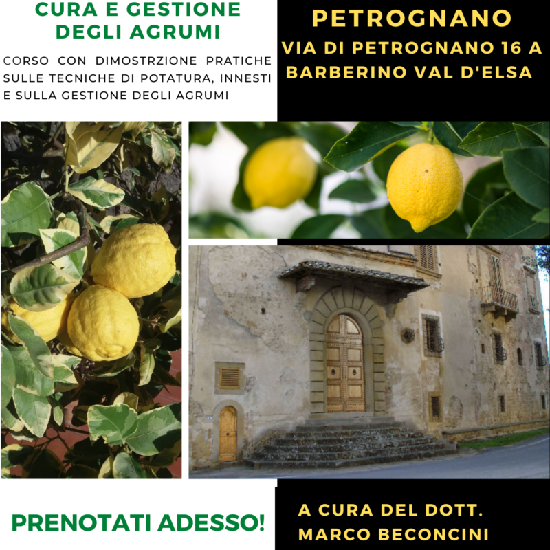 AGRUMALIA - Corso sulla potatura e gestione degli agrumi