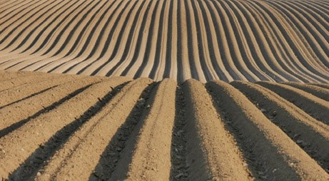 patata in campo, coltivazione classica