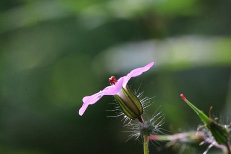 fiore di goji prima della maturazione del frutto