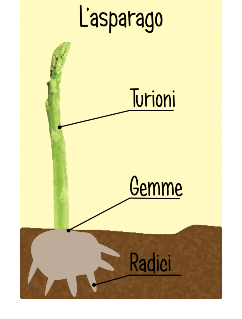come coltivare asparagi - l'asparago come è fatto