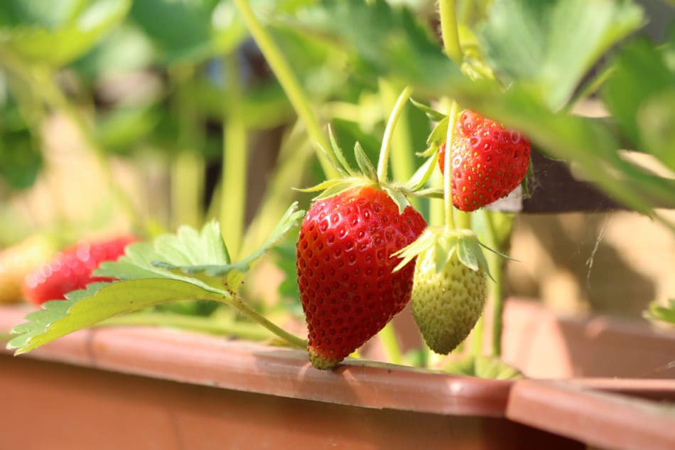 coltivare fragole passo passo