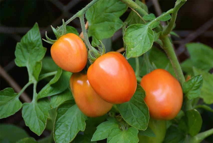 coltivare-pomodori - pomodori maturi
