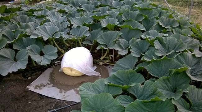 coprire la zucca gigante consigli