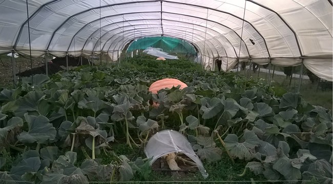 zucca gigante durante la sua crescita