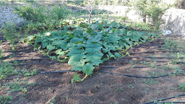 zucche giganti schema albero di natale
