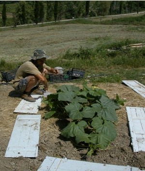 come si interrano le zucche giganti
