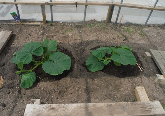 tralci di zucche giganti