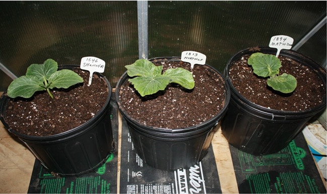 trapianto piante di zucche gigante