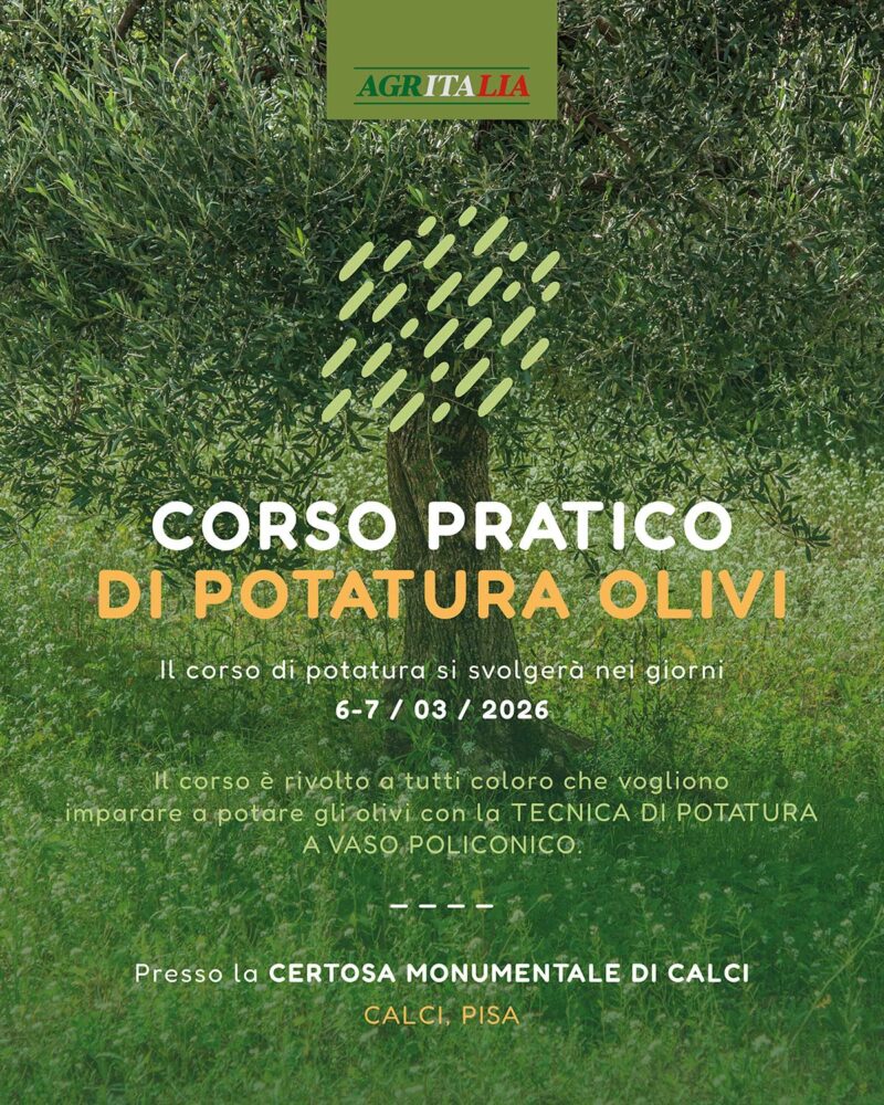 Corso pratico di POTATURA OLIVI