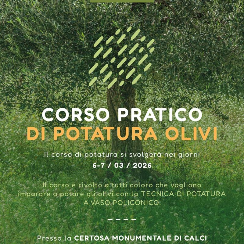 Corso pratico di POTATURA OLIVI