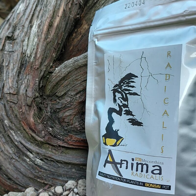 ANIMA RADICALIS - ECTOMicorrhyza BONSAI