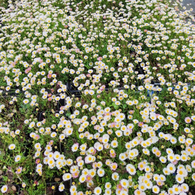 Erigeron Karvinskianus - Box da 24 vasi