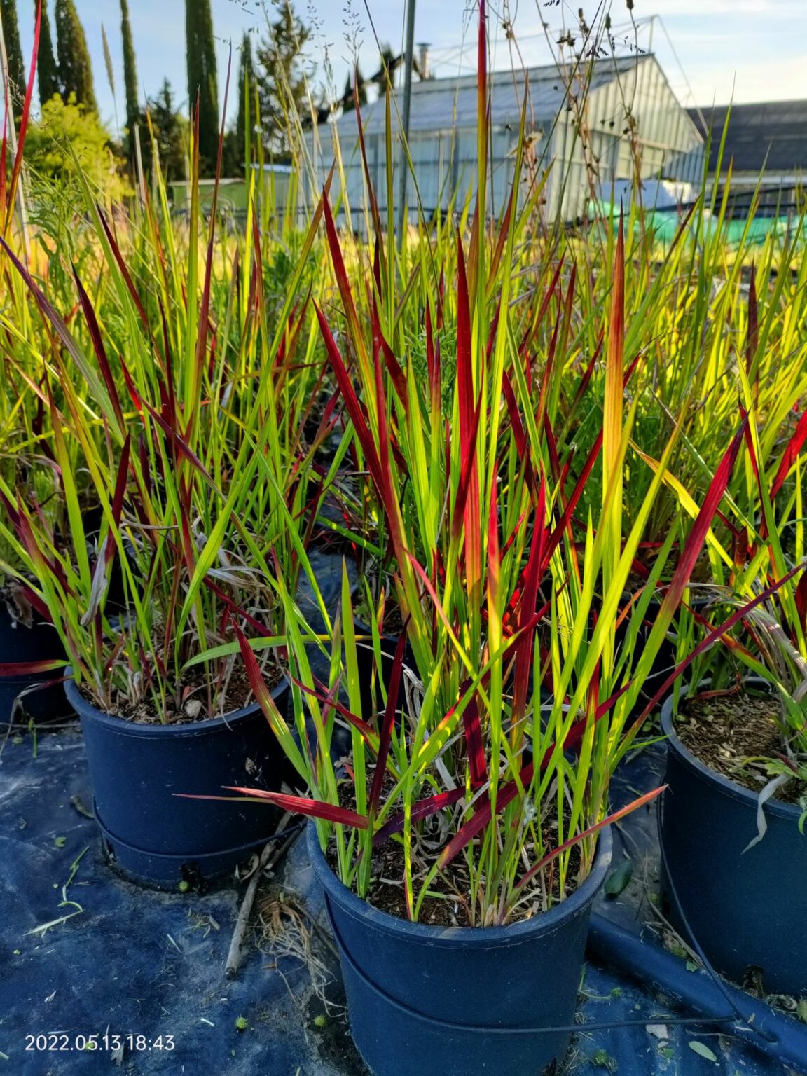 Imperata Cylindrica - Box da 4 piante