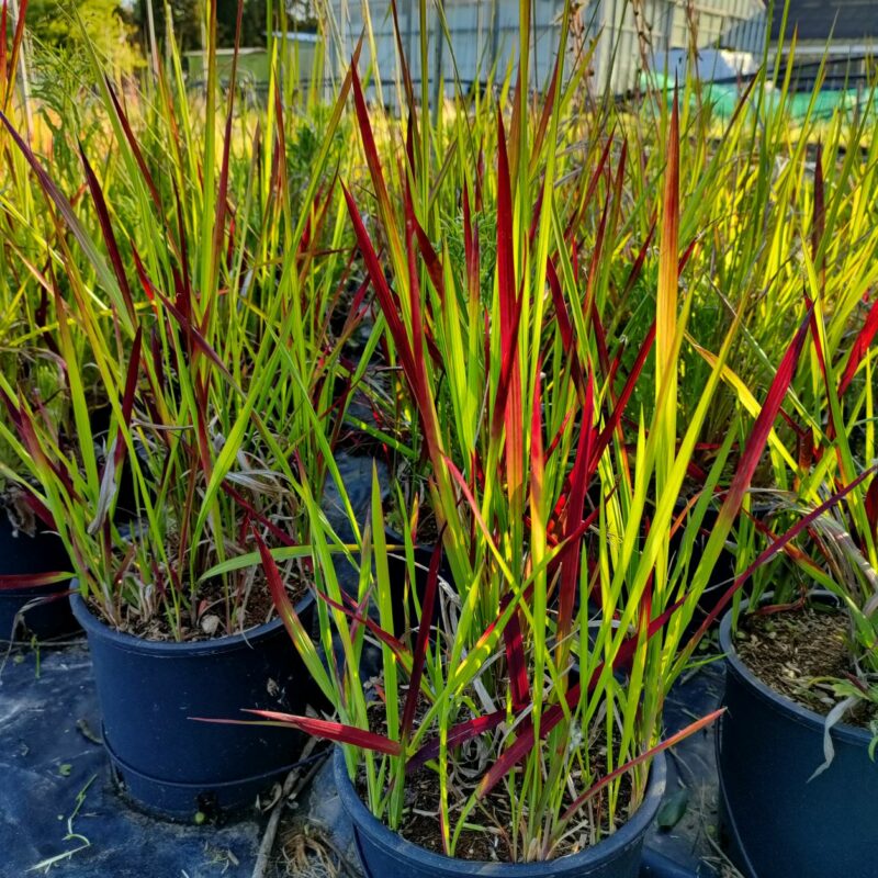 Imperata Cylindrica - Box da 4 piante