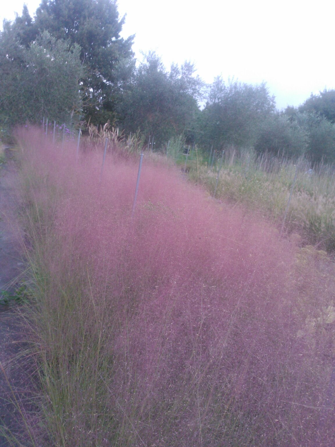 Muhlenbergia Capillaris - Box da 4 piante