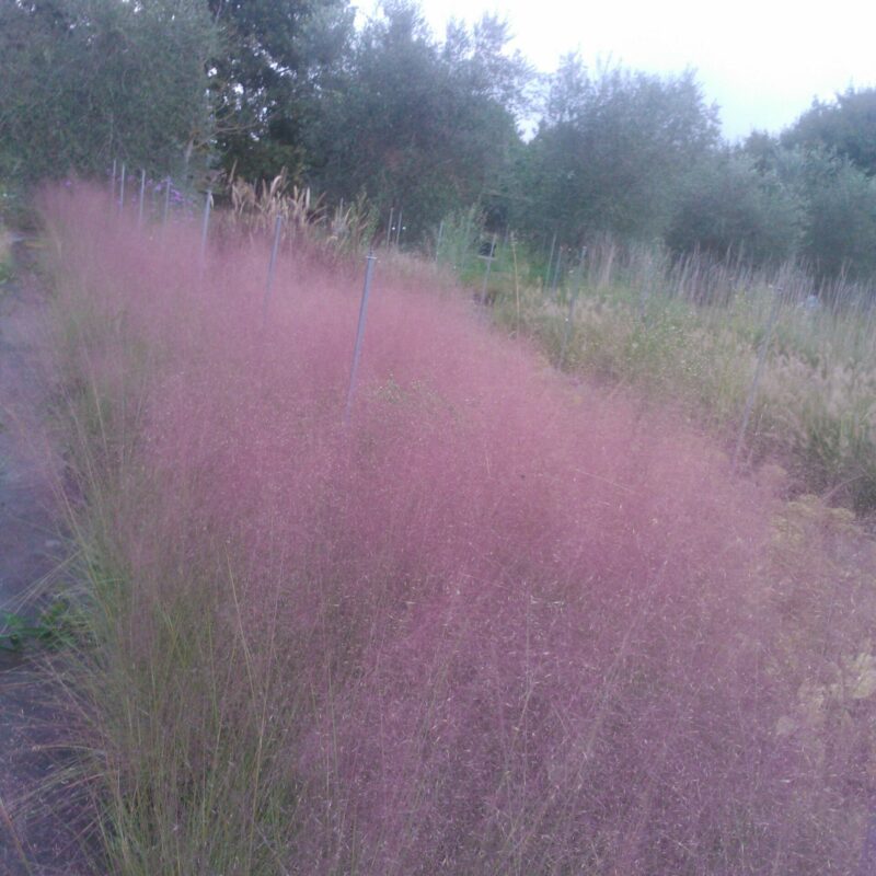 Muhlenbergia Capillaris - Box da 4 piante