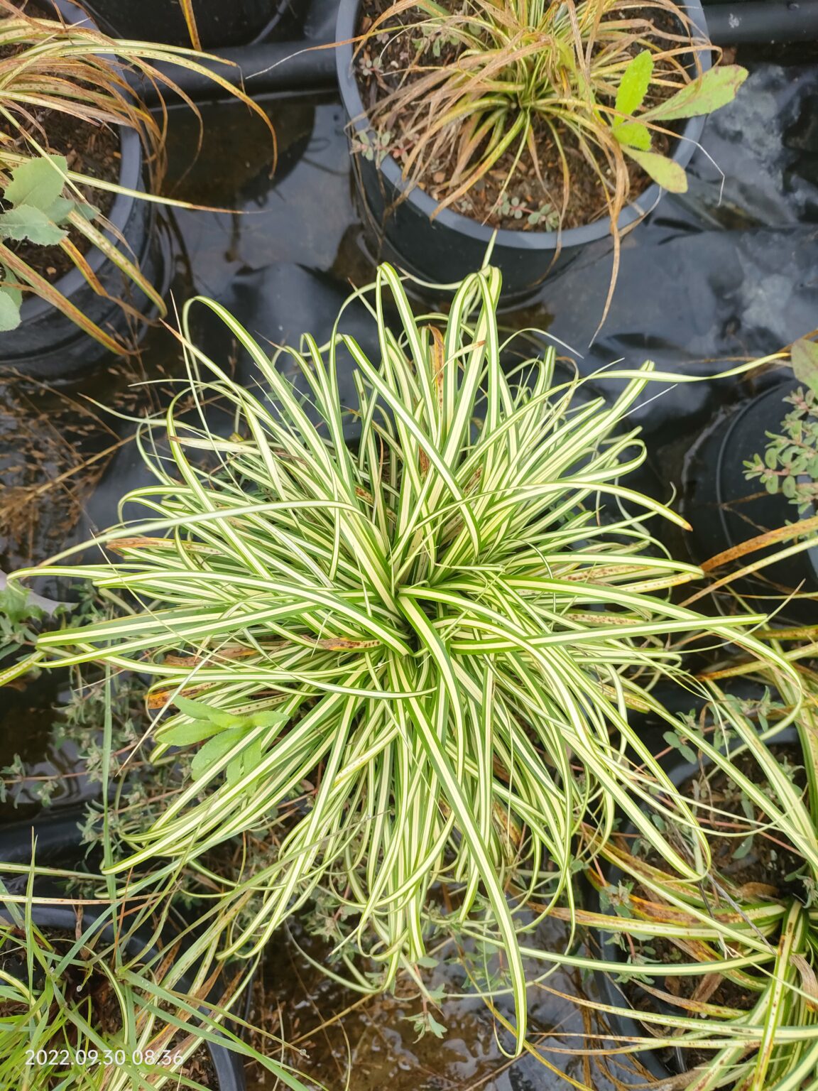 Carex Oshimensis Evergold - Box da 4 piante