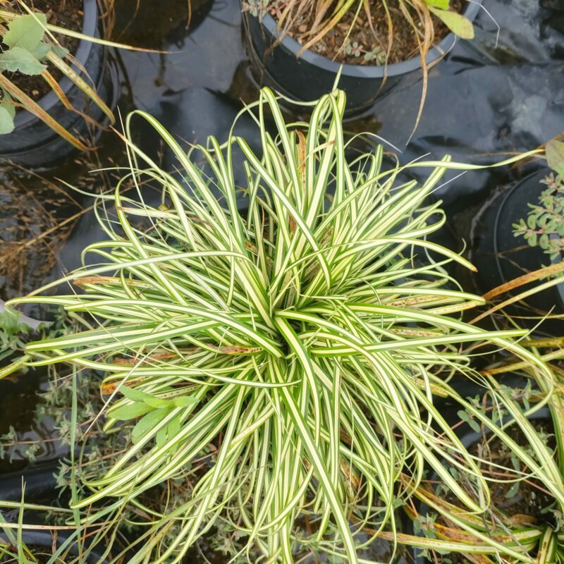 Carex Oshimensis Evergold - Box da 4 piante