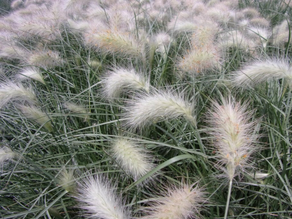 Pennisetum Villosum - Box da 4 piante