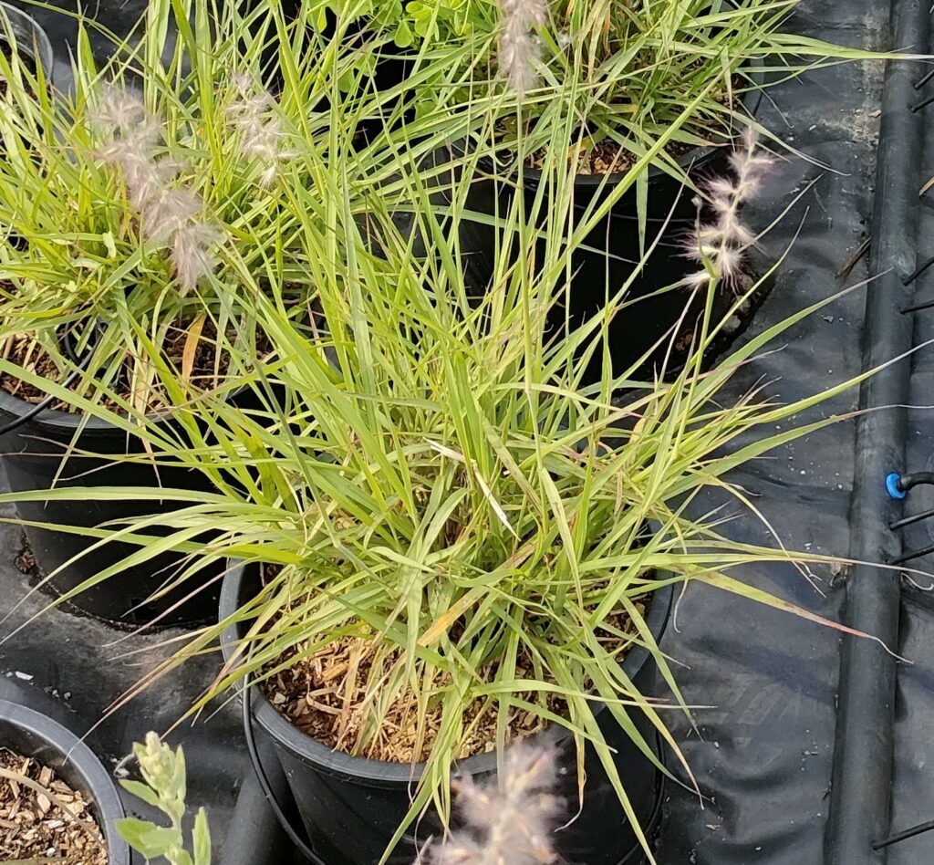 PENNISETUM ORIENTALIS - Box da 4 piante