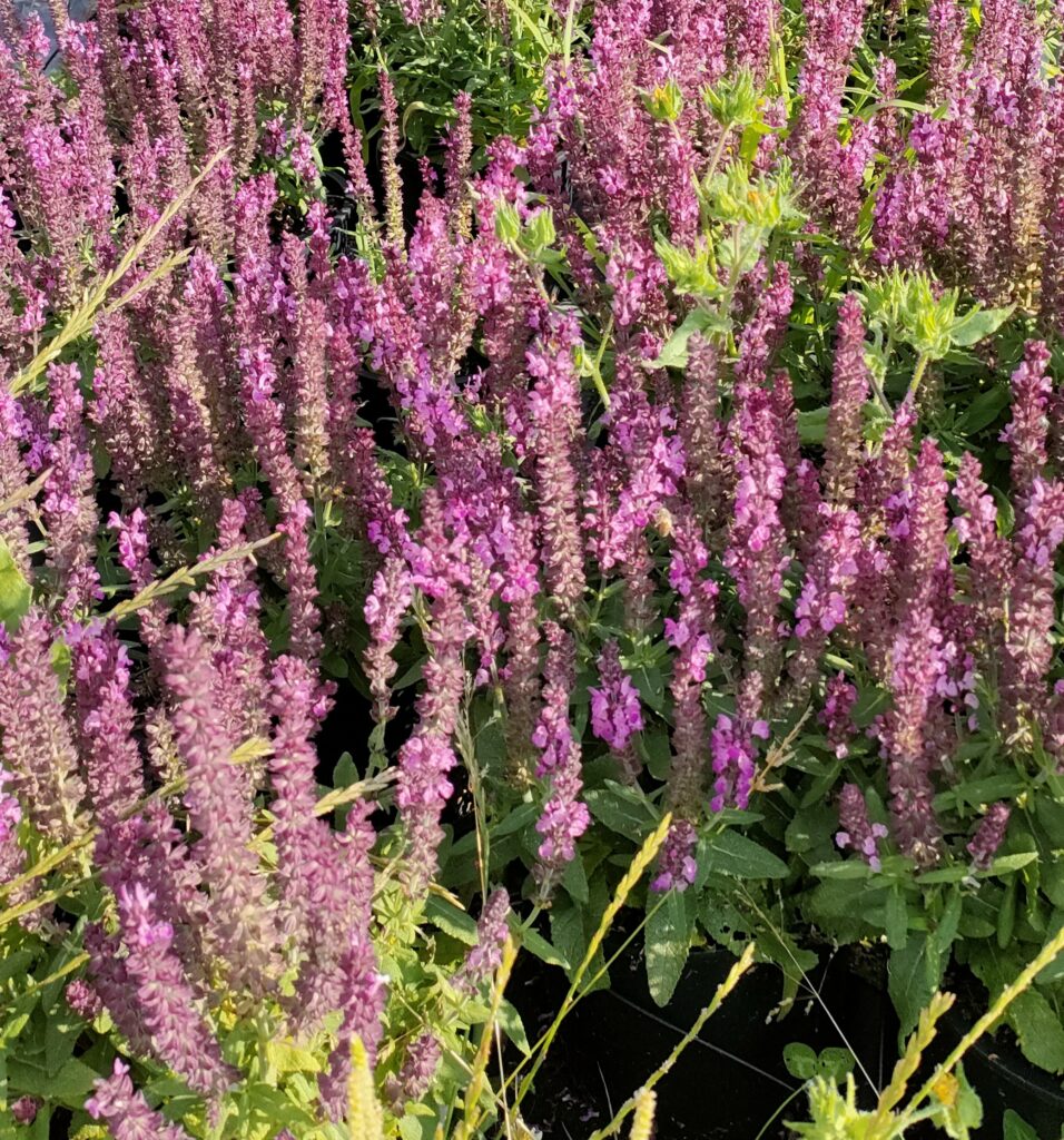 SALVIA NEMOROSA ROSA - Box da 4 piante