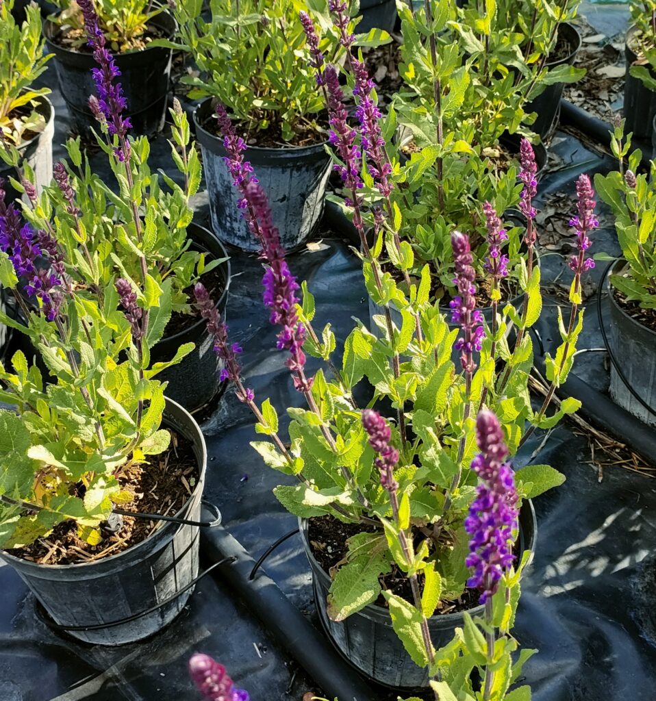 SALVIA NEMOROSA VIOLA-BLU - Box da 4 piante