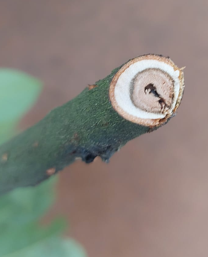 Produzione Humus di Lombrico  Qualità al servizio dell'Agricoltura