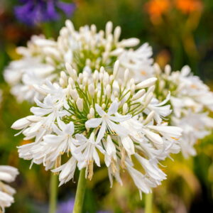 AGAPANTHUS AFRICANUS - Lilliput Viola Albus