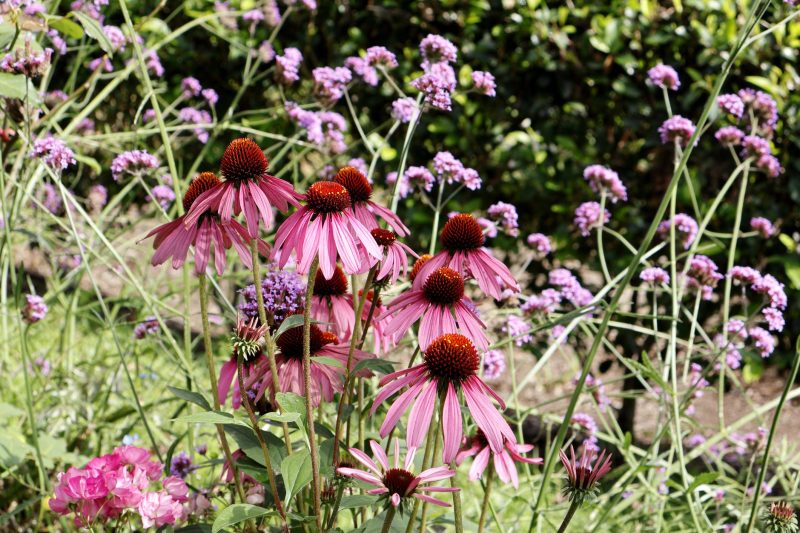 ECHINACEA PURPUREA - Box da 4 piante