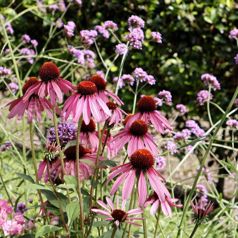 ECHINACEA PURPUREA - Box da 4 piante