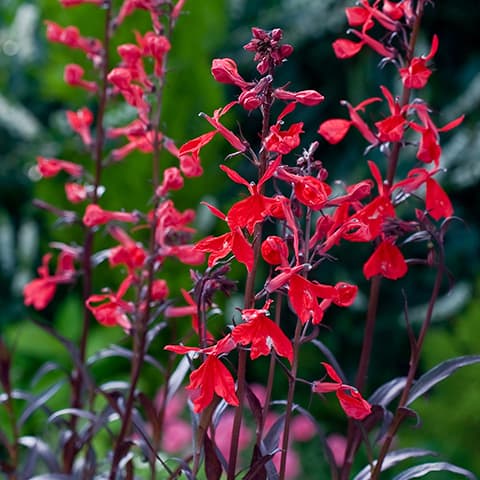 LOBELIA FULGENS - Box da 4 piante