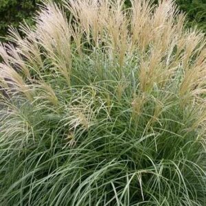 MISCANTHUS ADAGIO