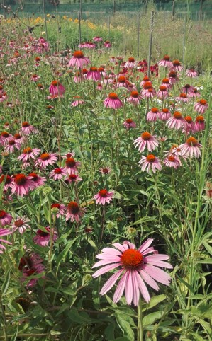 ECHINACEA PURPUREA - Box da 4 piante