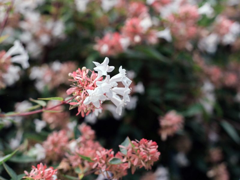 Abelia rupestris - Box da 4 piante