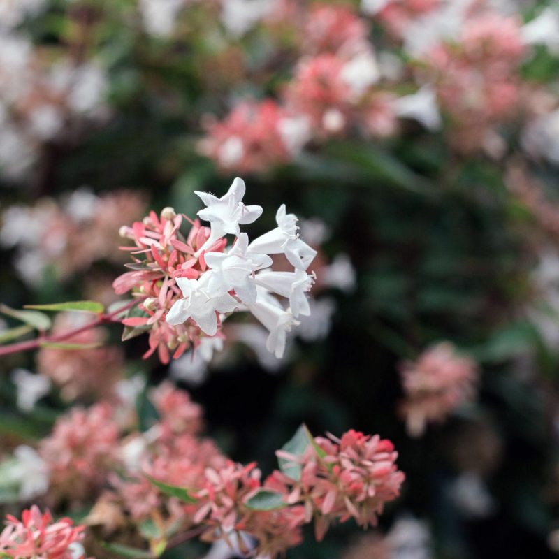 Abelia rupestris - Box da 4 piante