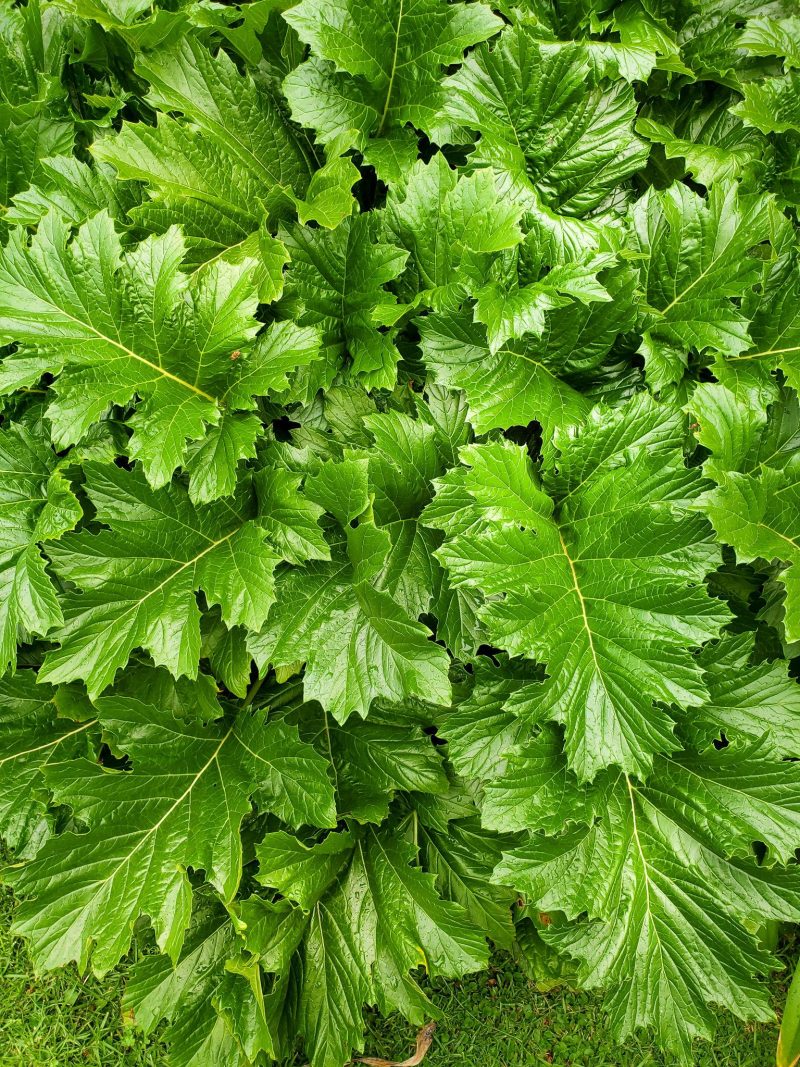 Acanthus mollis - Box da 4 piante