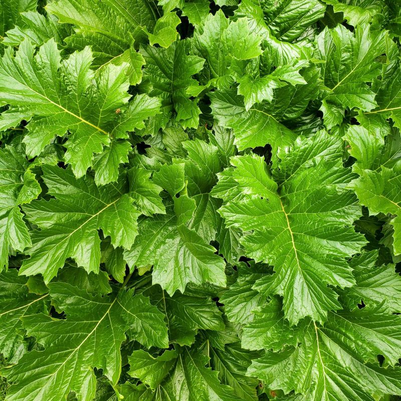 Acanthus mollis - Box da 4 piante