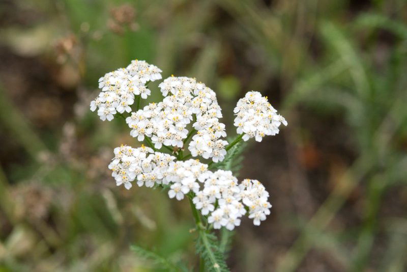 Achillea - Box da 4 piante
