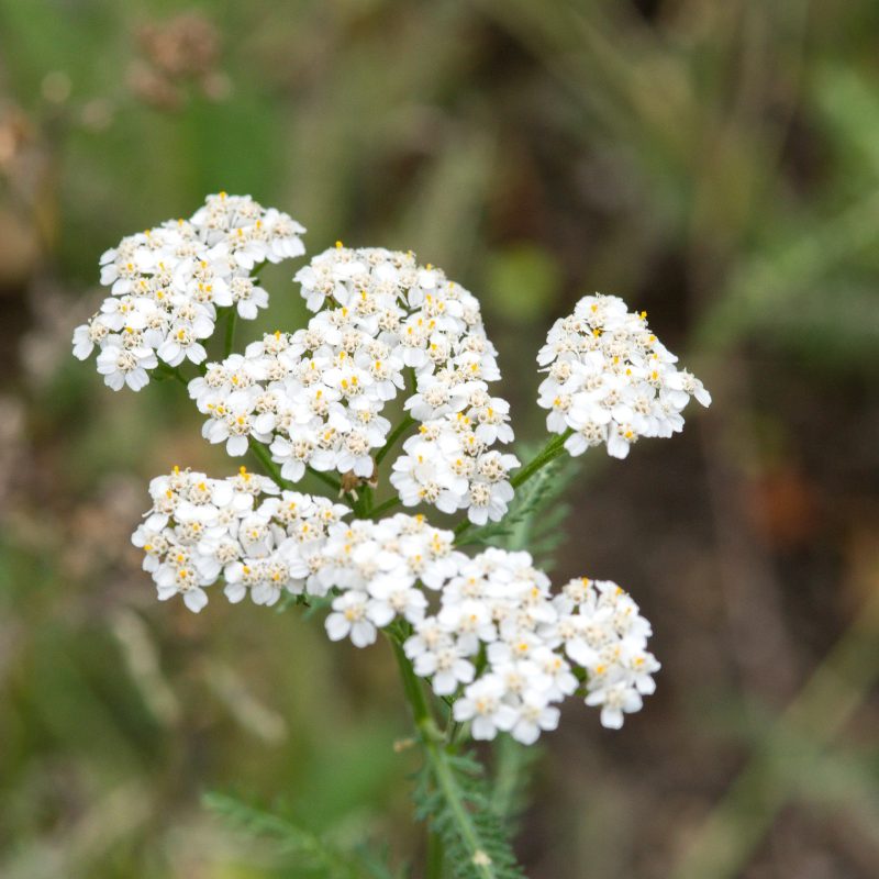 Achillea - Box da 4 piante