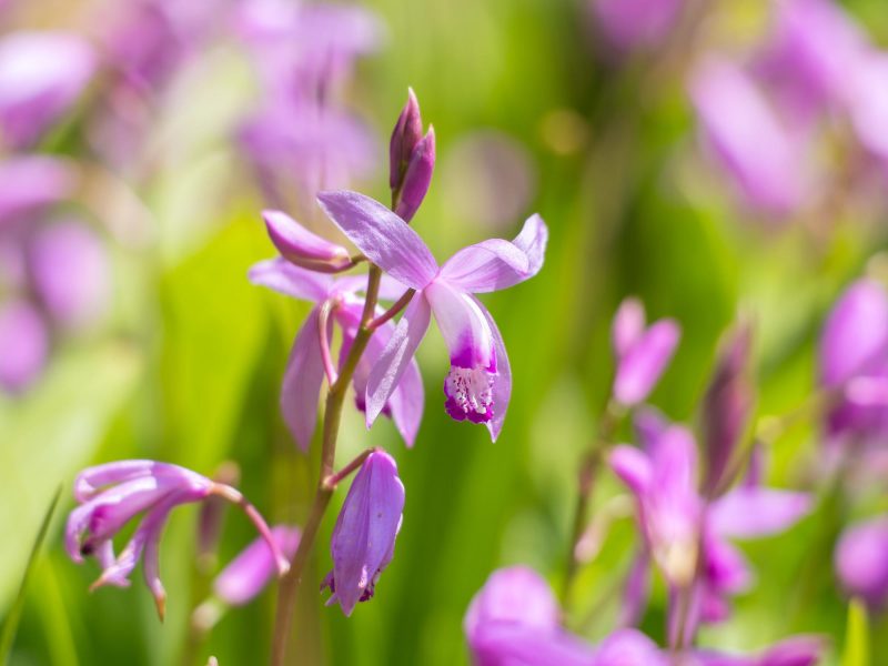 Bletilla striata rosa-bianca - Box da 4 piante
