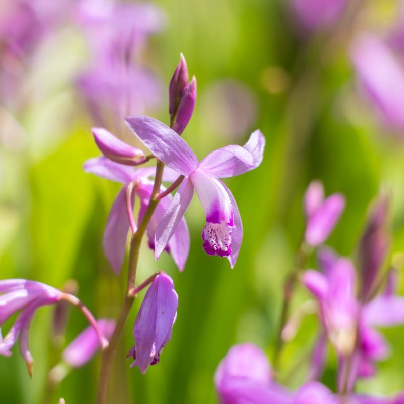 Bletilla striata rosa-bianca - Box da 4 piante