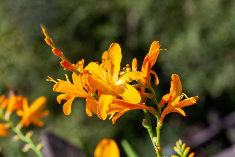 Crocosmia ‘George Davidson’ - Box da 4 piante