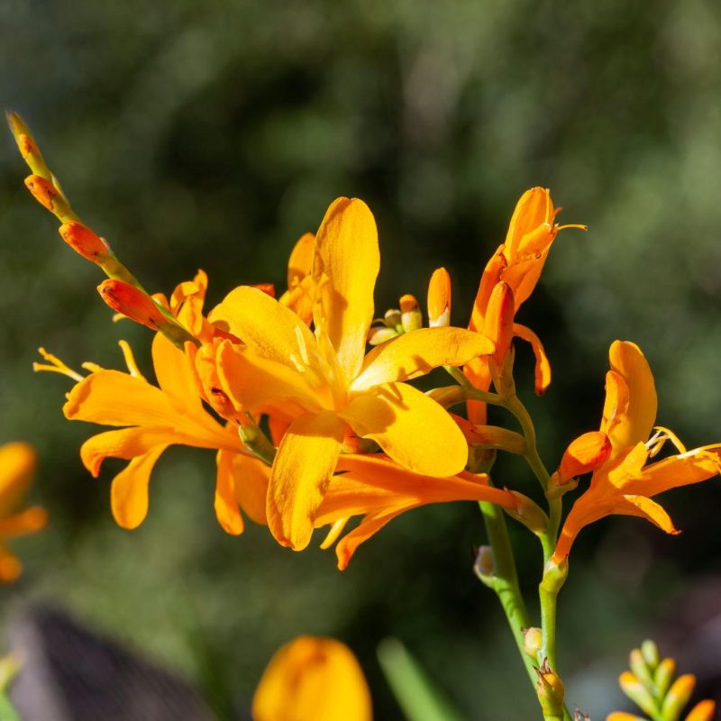Crocosmia ‘George Davidson’ - Box da 4 piante