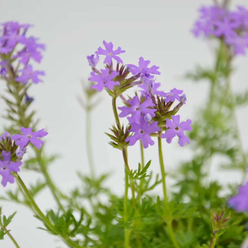 Verbena hybrida - Box da 6 piante