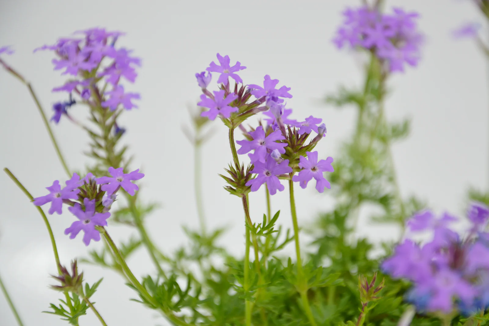 Verbena hybrida - Box da 6 piante