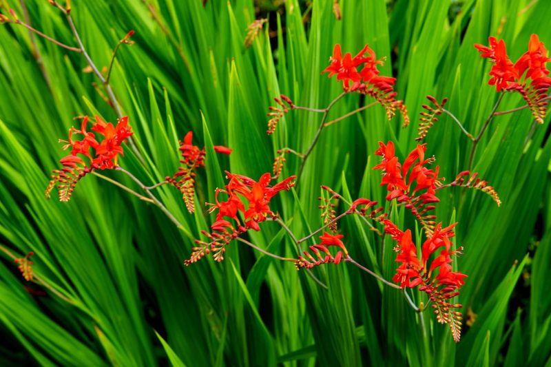 Crocosmia ‘Lucifer’ - Box da 4 piante
