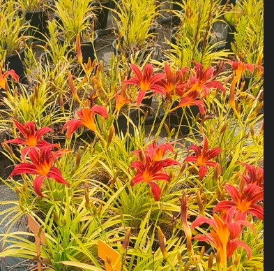 HEMEROCALLIS - Box 4 piante